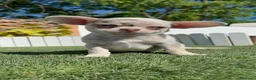 Chihuahua perros en venta: CHIHUAHUA MERLE MACHO - Anuncio 9