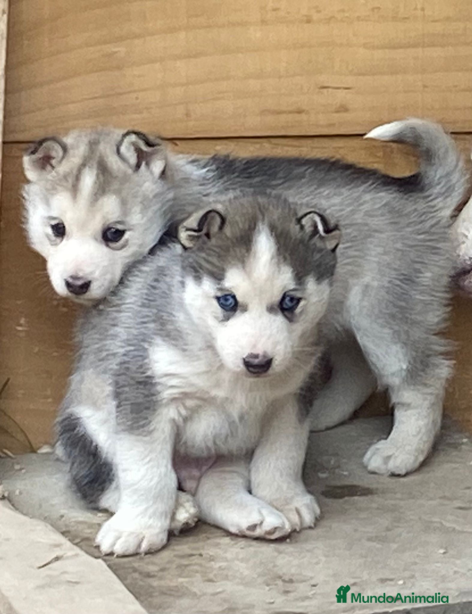 Husky Siberiano perros Husky Siberiano  - Anuncio 5