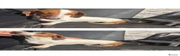 Teckel Miniatura perros en venta: Teckel macho disponible - Anuncio 1