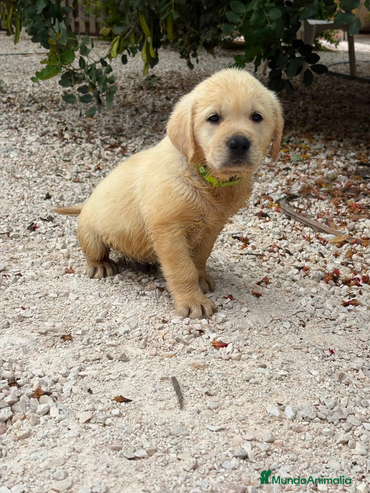 Labrador Retriever perros Labrador Retriever  - Anuncio 2