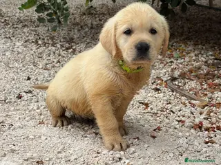 Labrador Retriever perros Labrador Retriever - Anuncio 2