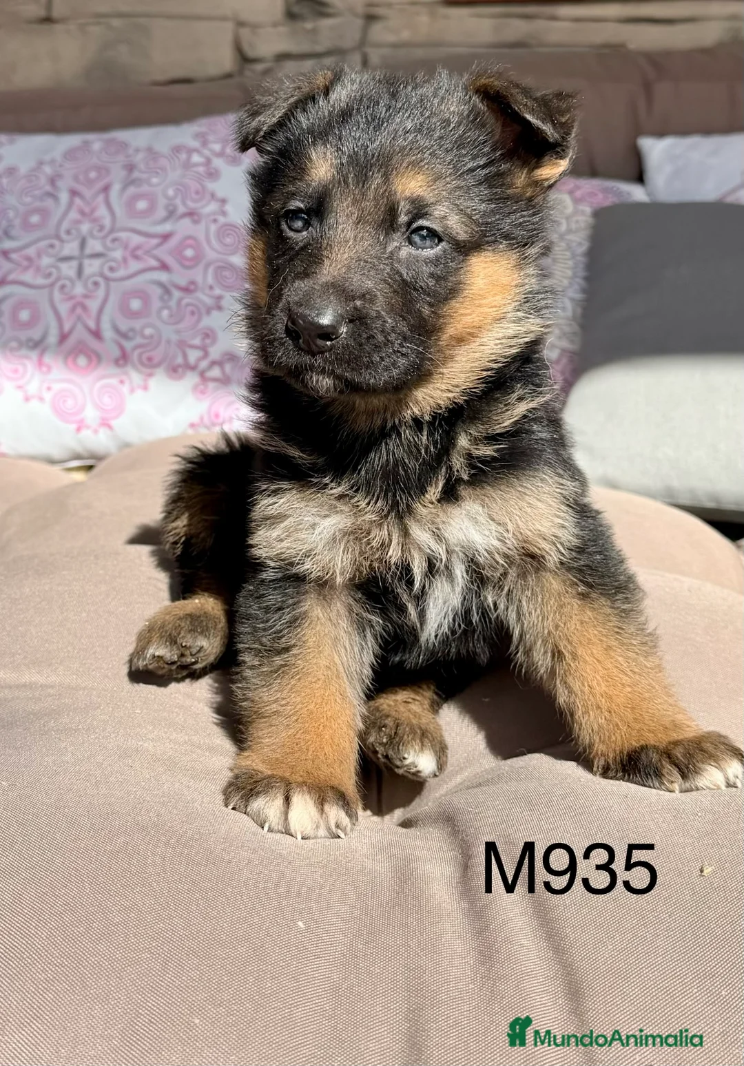 Pastor Alemán perros en venta: CAMADA DE PASTOR ALEMANY - Anuncio 11