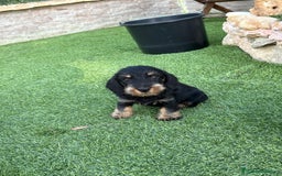 Teckel perros en venta: Teckel pelo duro  - Imagen 3