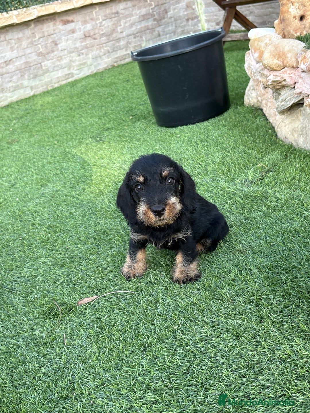 Teckel perros en venta: Teckel pelo duro  - Imagen 3