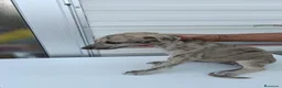 Galgo Español perros en venta: camada galgo español - Anuncio 5