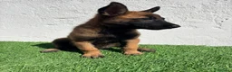 Pastor Belga Malinois perros en venta: Pastor Belga Malinois - Anuncio 1