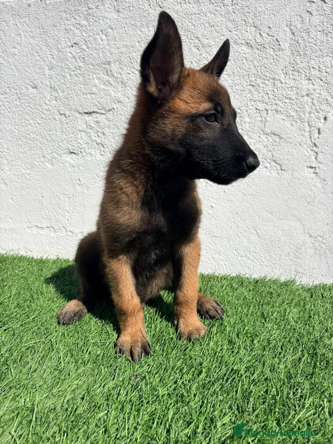 Pastor Belga Malinois perros en venta: Pastor Belga Malinois - Anuncio 1