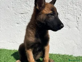 Pastor Belga Malinois perros Pastor Belga Malinois - Anuncio 1