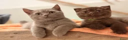 Británico de Pelo Corto gatos en venta: British Shorthair Azul y Lilac  - Anuncio 4