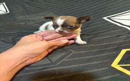 Chihuahua perros en venta: Chihuahua toy linea rusa  - Imagen 1