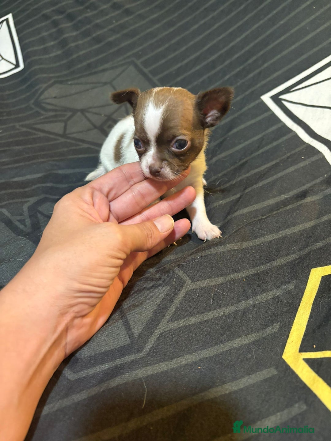 Chihuahua perros en venta: Chihuahua toy linea rusa  - Imagen 1