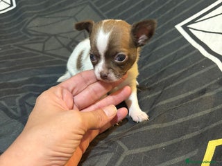 Chihuahua perros - Anuncio 22