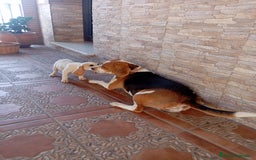 Beagle perros en venta: Beagle bicolor espectacular - Imagen 2