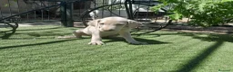 Weimaraner perros en venta: BRACO DE WEIMAR - Anuncio 5
