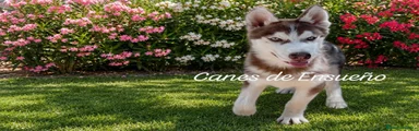 Husky Siberiano 1