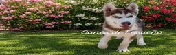 Husky Siberiano perros en venta: Husky chocolate ojos azules - Anuncio 2