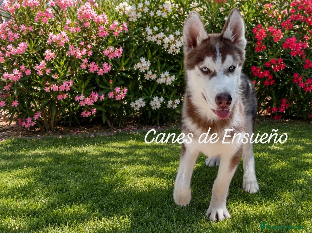 Husky Siberiano perros en venta: Husky chocolate ojos azules - Anuncio 2