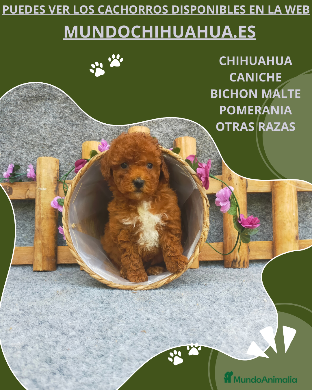 Caniche Toy Cachorro 2
