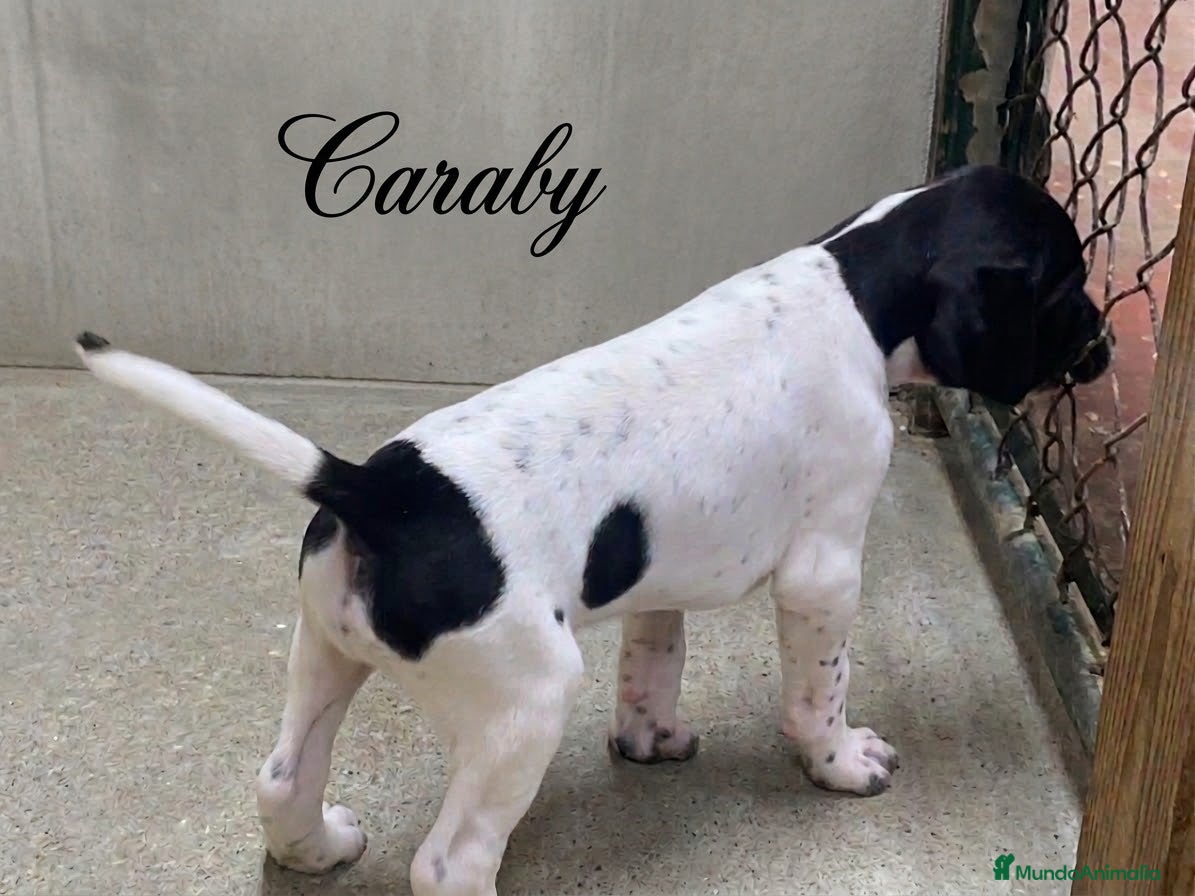 Pointer perros Benidorm Caraby pointer inglés  - Anuncio 5