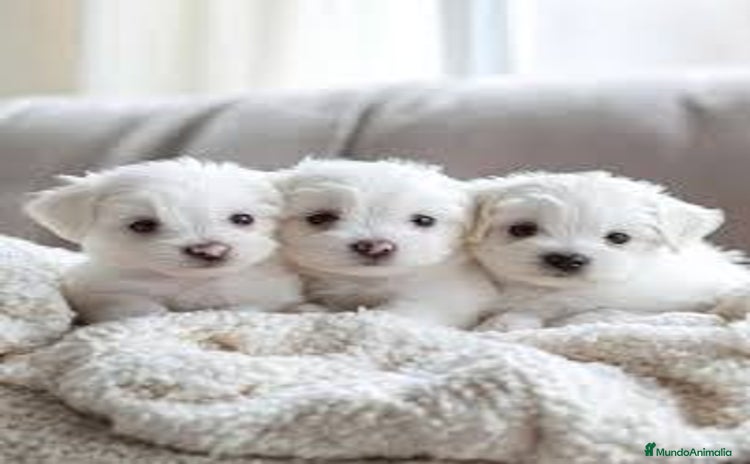 Bichón Maltés perros - Anuncio 7