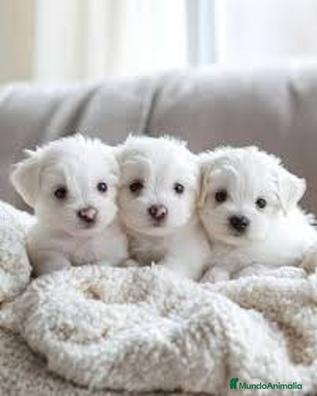 Bichón Maltés perros en venta: BICHÓN MALTÉS - Imagen 1