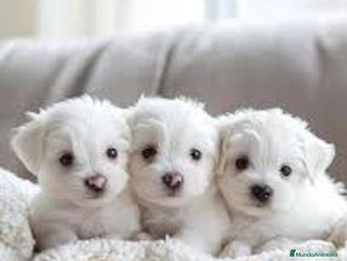 Bichón Maltés perros - Anuncio 16