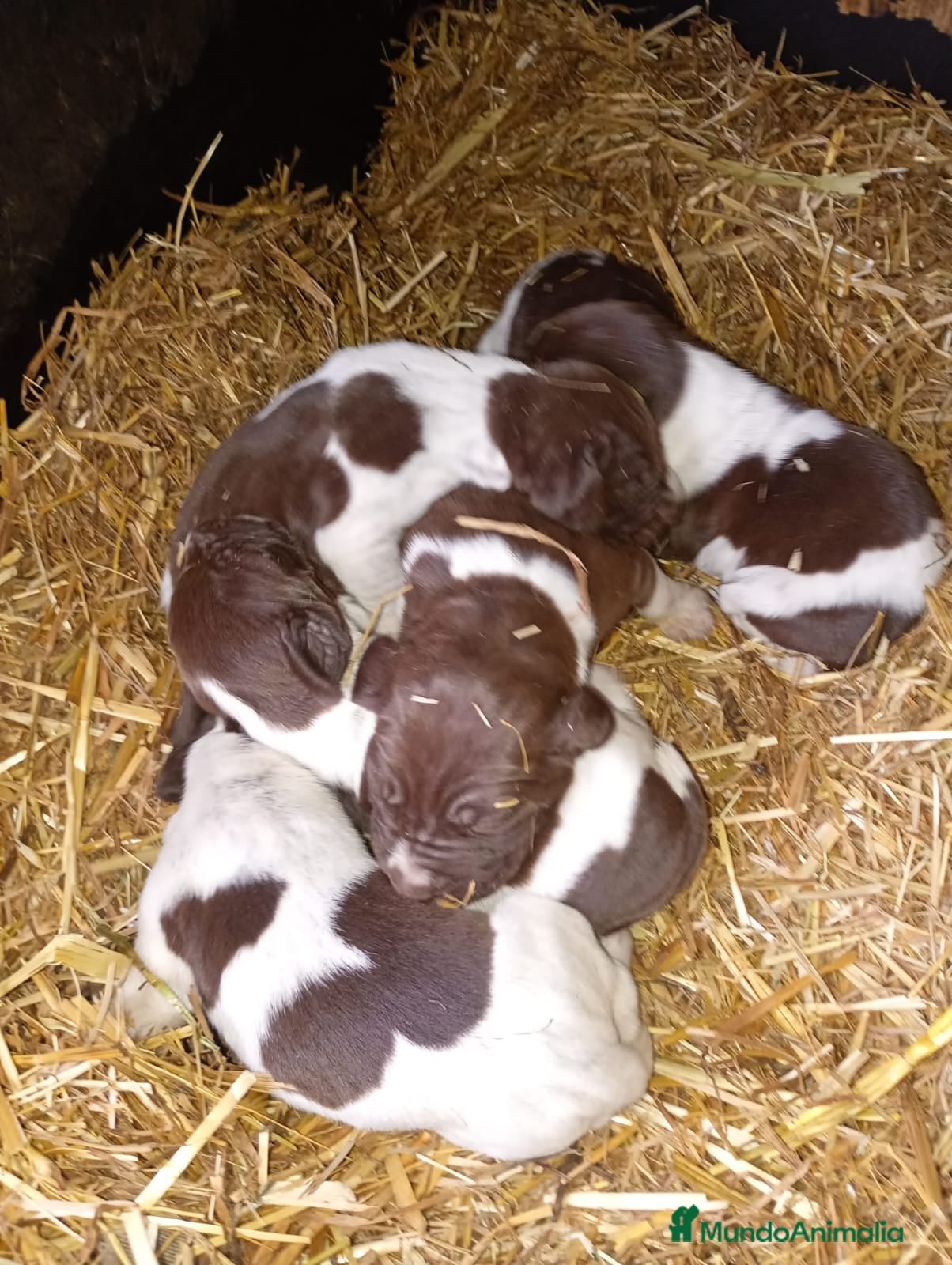 Braco Alemán de Pelo Corto perros Camada Braco Aleman - Anuncio 1