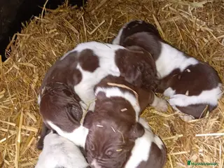 Braco Alemán de Pelo Corto perros Camada Braco Aleman - Anuncio 1