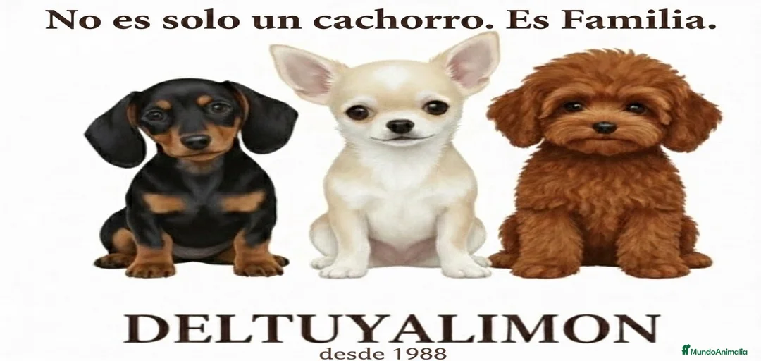 Imagen de galería {{count}}