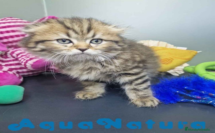 Scottish Fold gatos - Anuncio 2