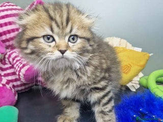 Scottish Fold gatos - Anuncio 15