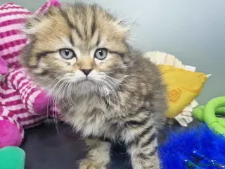 Scottish Fold gatos Scottish Fold Longhair Macho 7726 AQUANATURA - Anuncio 1