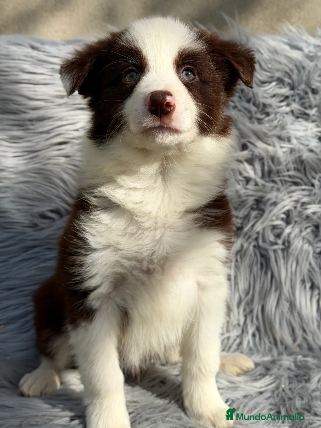 Border Collie perros en venta: Border collie chocolate  - Anuncio 2