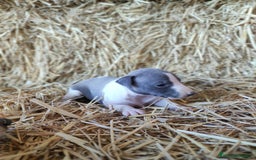 Whippet perros en venta: Whippet  - Imagen 4
