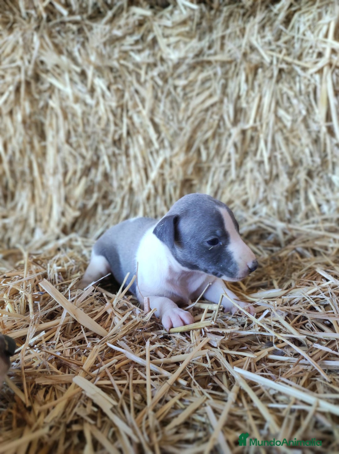 Whippet perros en venta: Whippet  - Imagen 4