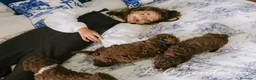 Perro de Agua Español perros en venta: Camada perro agua - Anuncio 9
