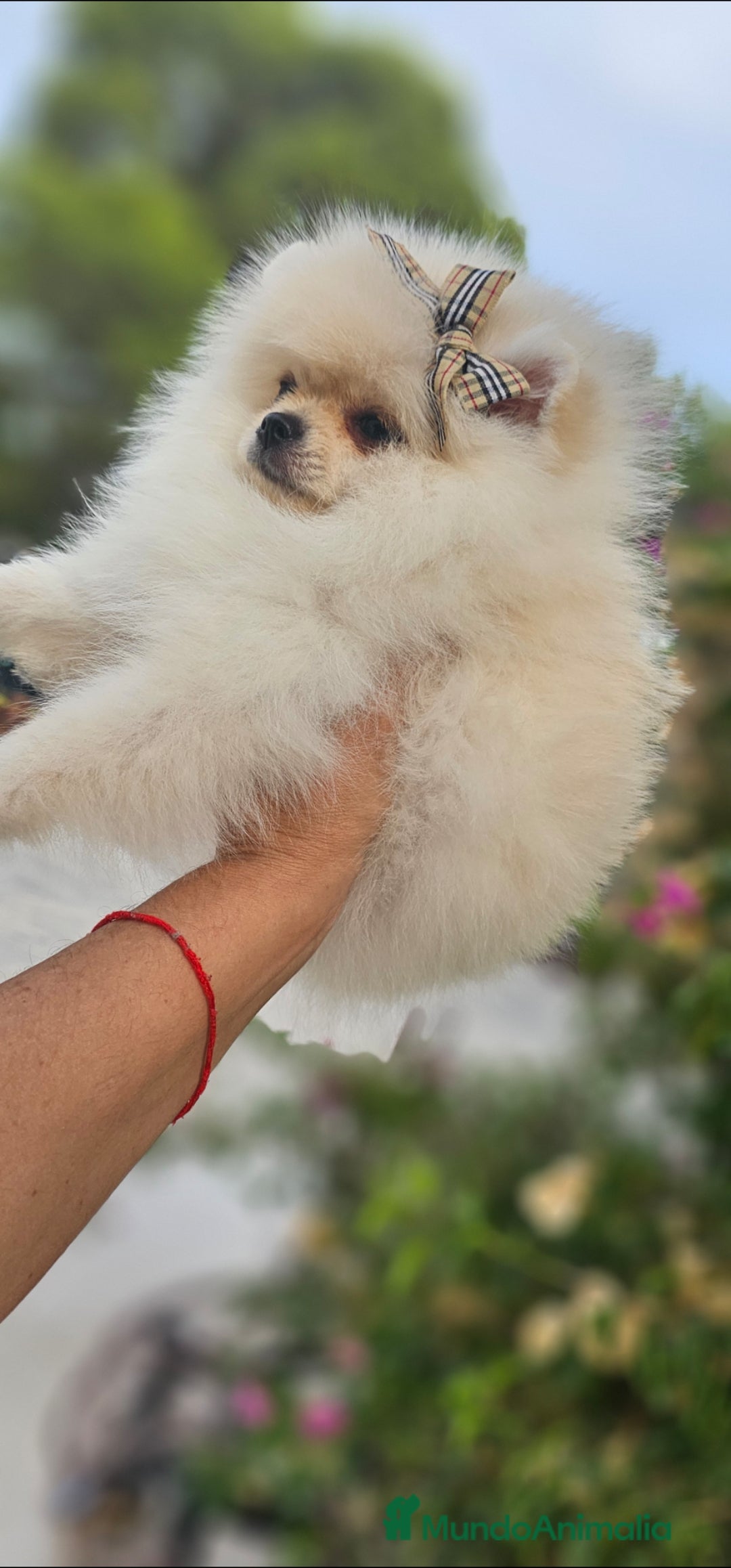 Pomerania perros en venta: HEMBRITA POMERANIA DIMINUTA  - Imagen 6