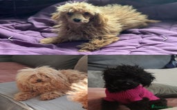 Caniche Toy perros en venta: Caniches y maltipoo  en Málaga - Imagen 3
