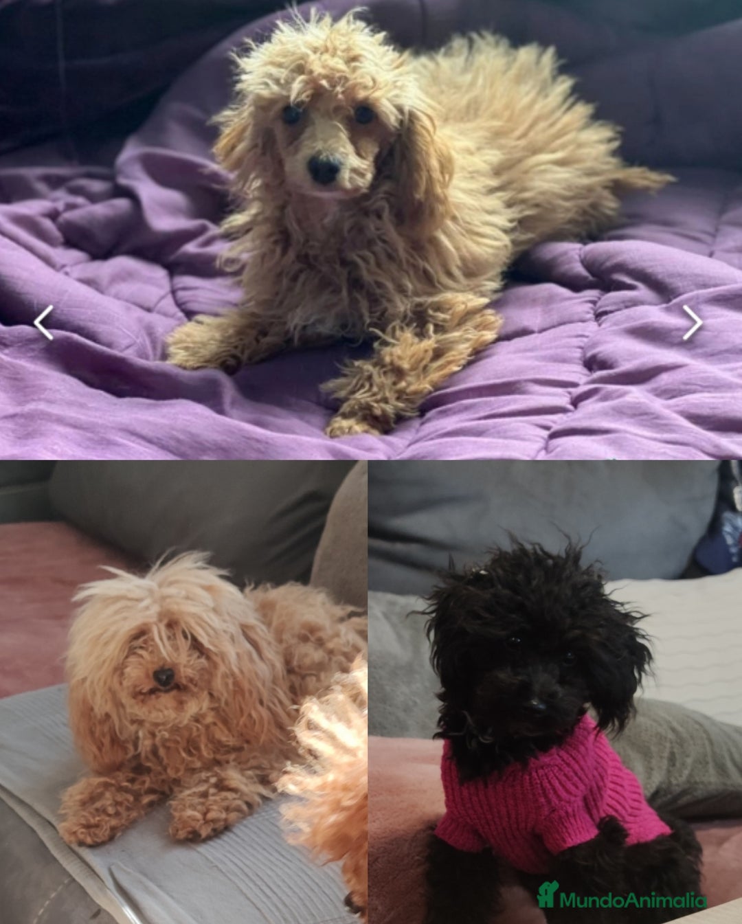 Caniche Toy perros en venta: Caniches y maltipoo  en Málaga - Imagen 3