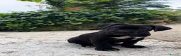 Cane Corso perros en venta: Cane corso  - Anuncio 2
