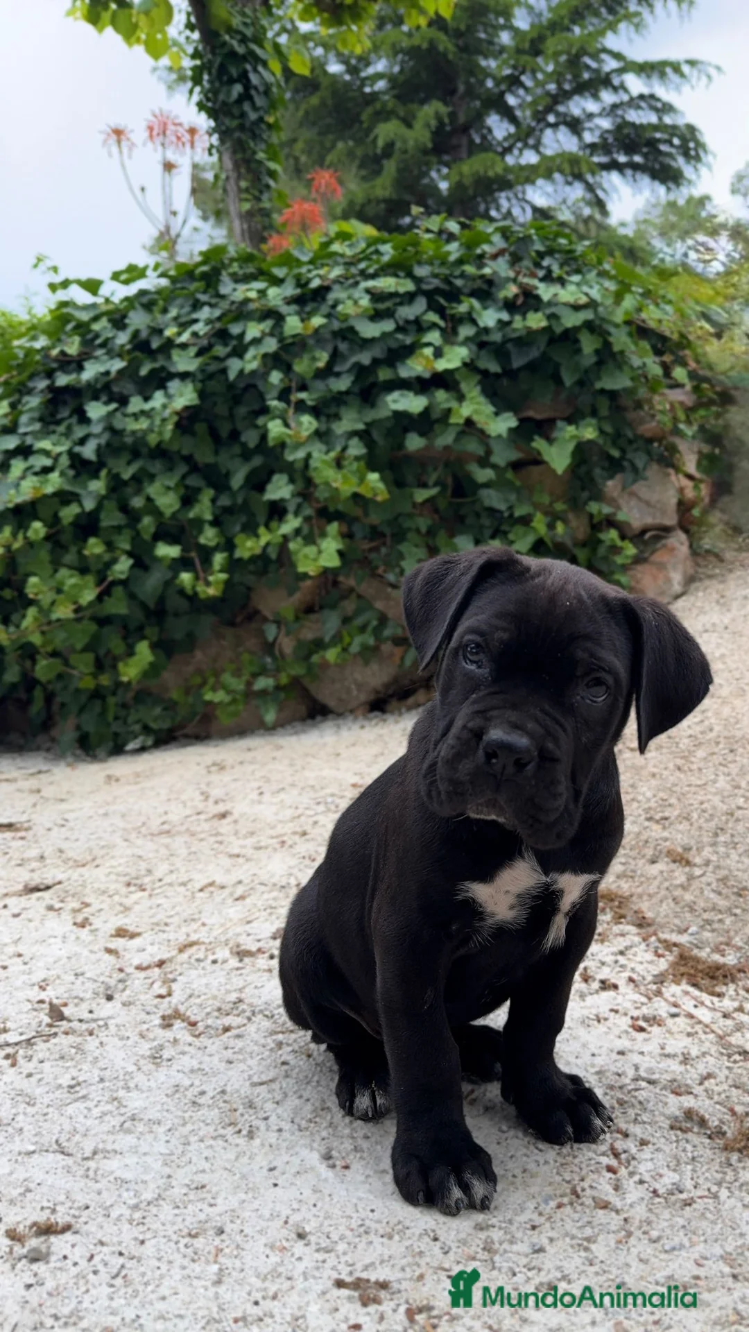 Cane Corso perros en venta: Cane corso  - Anuncio 2