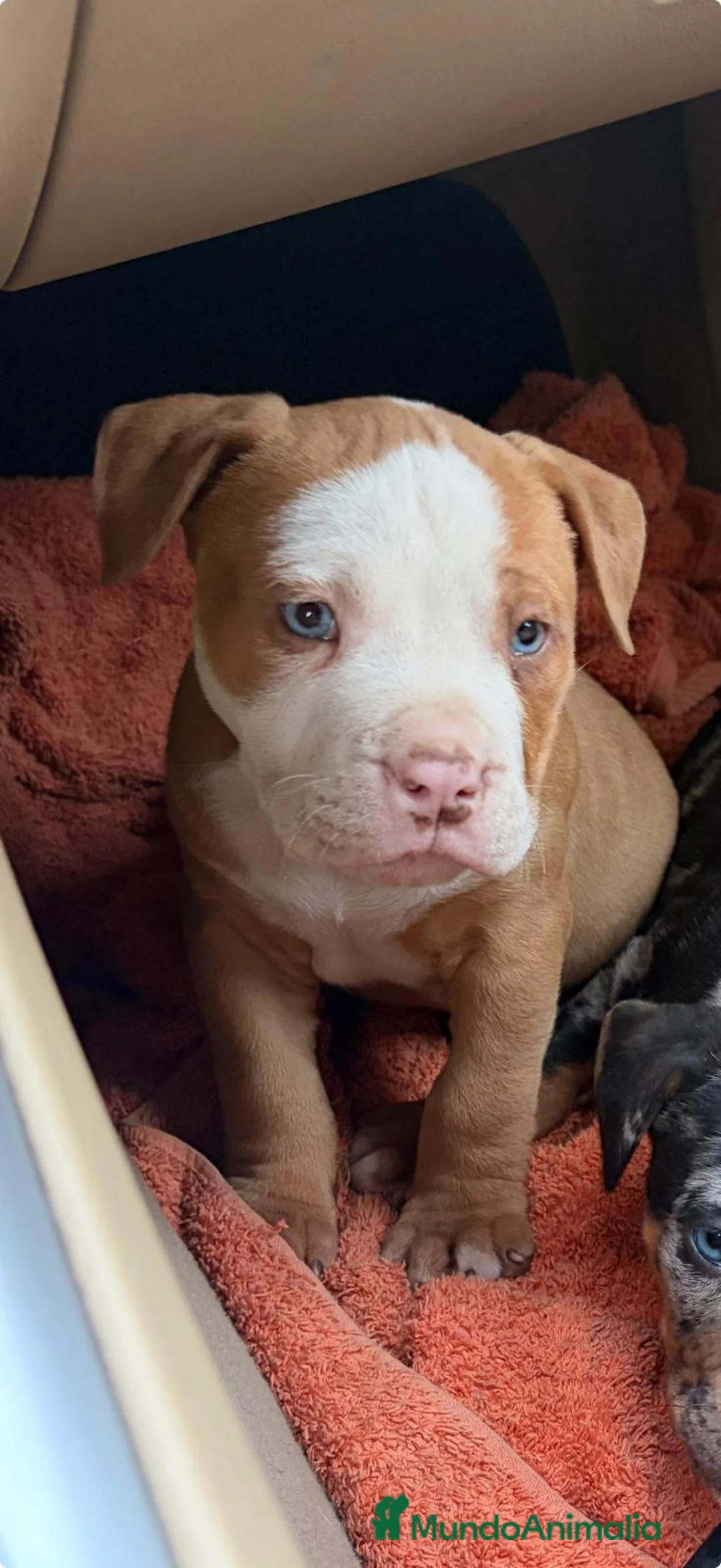 American Pit Bull Terrier perros en venta: Pitbull Merle ojos azules – Exclusivos en Asturias - Anuncio 1