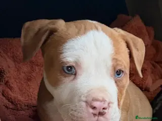American Pit Bull Terrier perros Pitbull Merle ojos azules – Exclusivos - Anuncio 36
