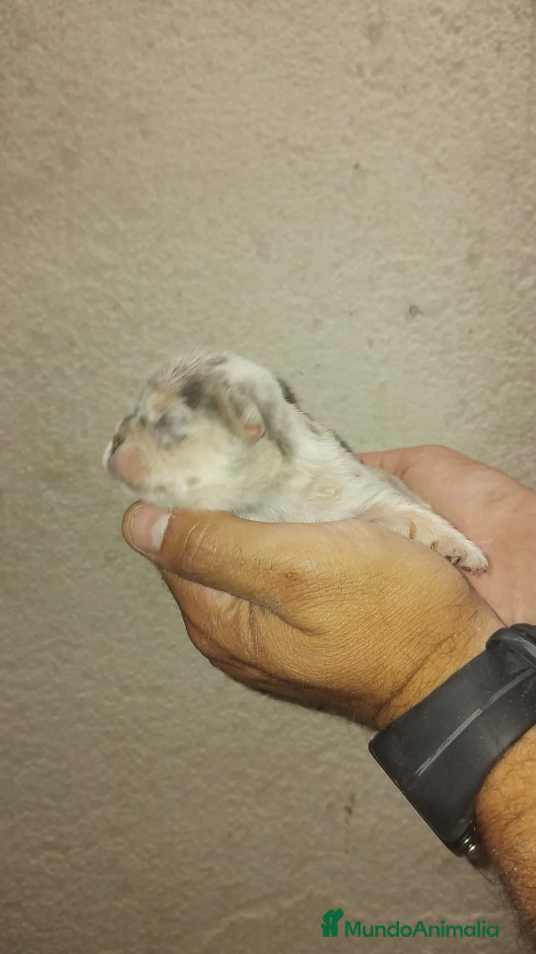 Bulldog Francés perros en venta: Bulldog francés exóticos  - Anuncio 7