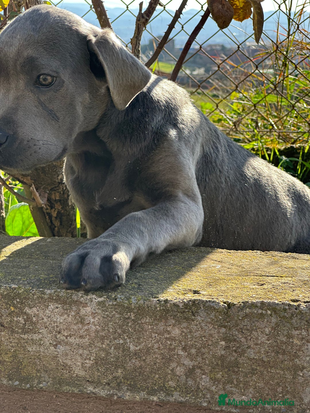 Cane Corso perros en venta: CANE CORSO HEMBRA! en Barcelona - Imagen 5