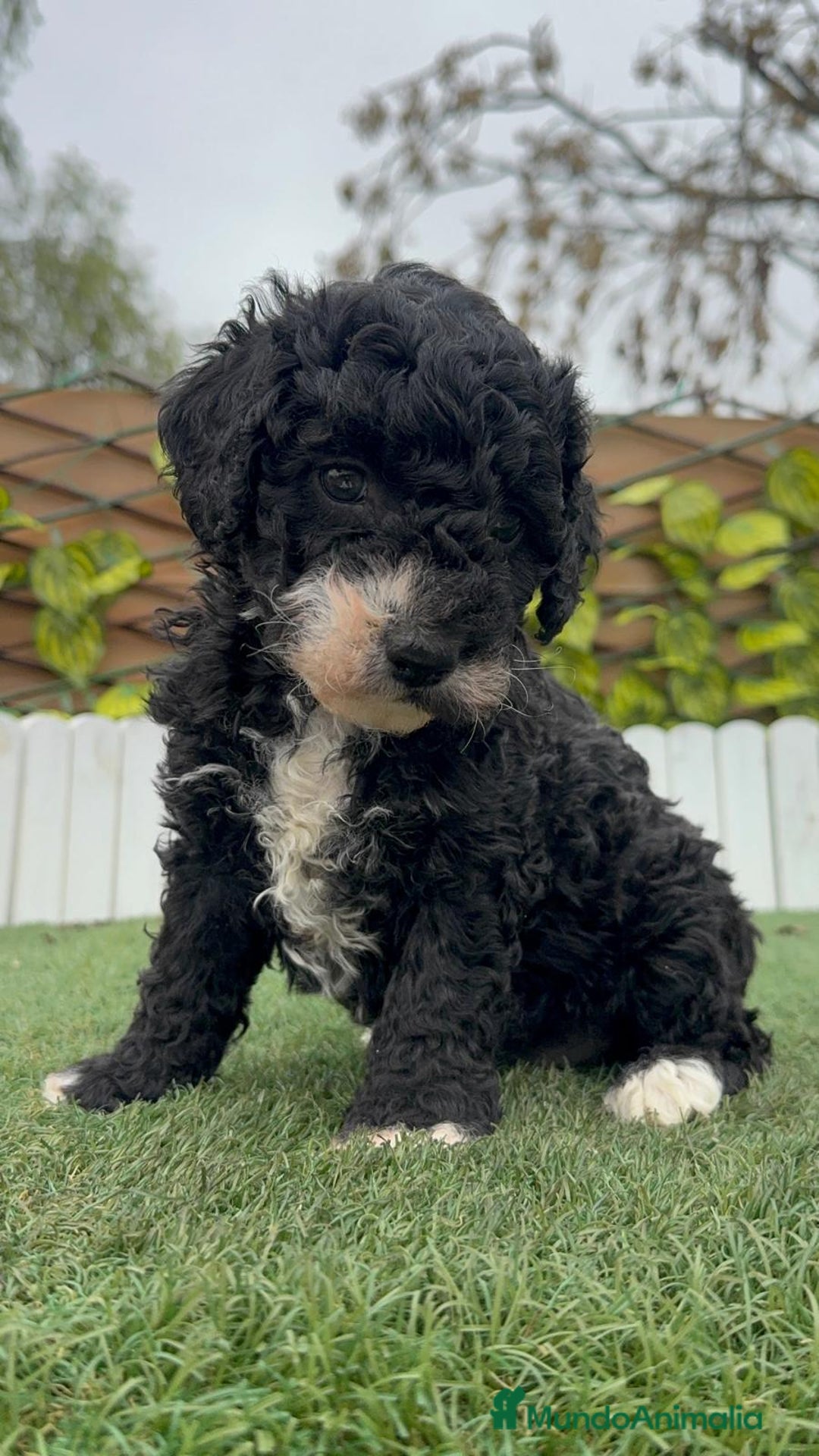 Perro de Agua Español perros en venta: PERRO DE AGUA HEMBRA RABONA - Anuncio 7