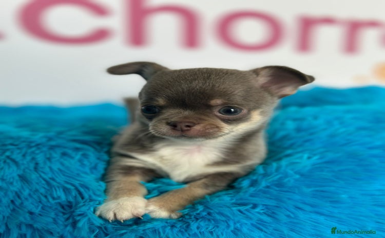 Chihuahua perros - Propaganda 7
