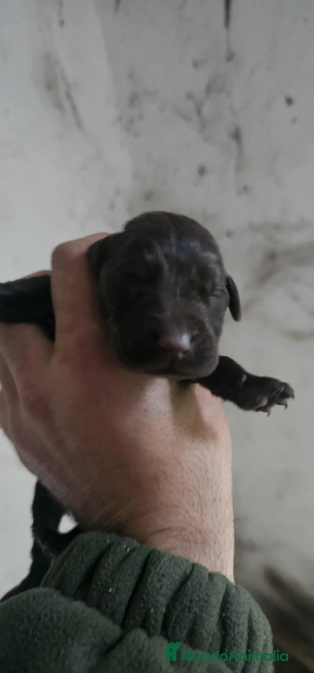 Labrador Retriever perros en venta: Último macho labrador chocolate disponible  en Córdoba - Anuncio 2