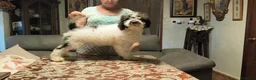 Perro de Agua Español perros en venta: Perros de agua  - Anuncio 3