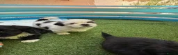 Shih Tzu perros en venta: Shih Tzu - Anuncio 2